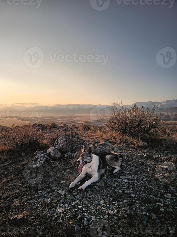 Dog at sunset, vertical view from the top of the mountain. Resting shepherd dog in Altai mountain. Traveling with a dog. Hiking with dog. Healthy lifestyle. photo