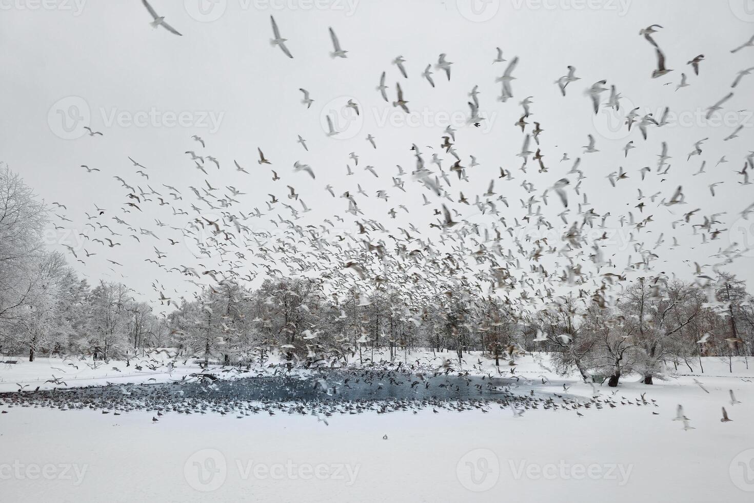 Carnival of seagulls over a snowy park lake. Wintering of birds. Large cluster of seagulls in motion. Mystical morning landscape with winter fog over the lake and many birds. Frosty winter landscape photo