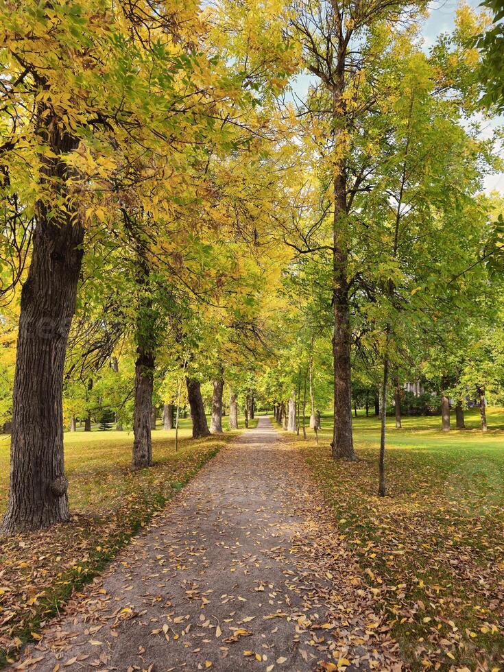 Autumn sunny alley in the park. Beautiful autumn park with the yellow trees in sunny weather. Vertical view. photo