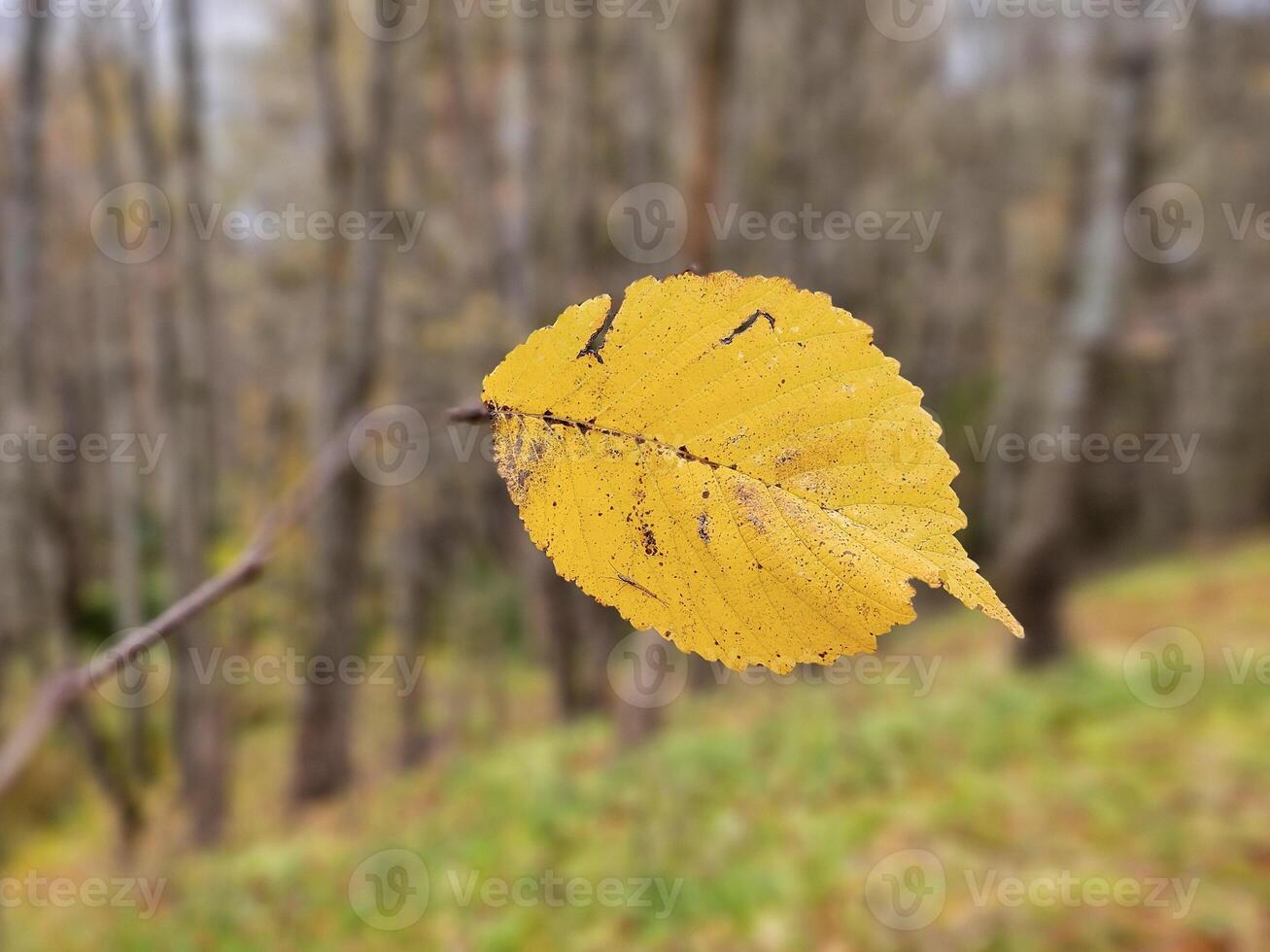 The last autumn leaf on the branch. Late autumn. photo