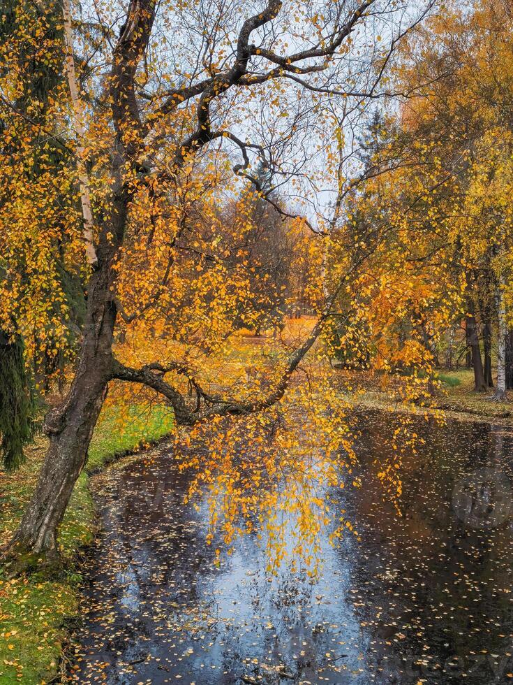Yellow autumn leaves against the blue sky and water. Trees and branches dressed in gold. Autumn day. Sunny vertical view. photo