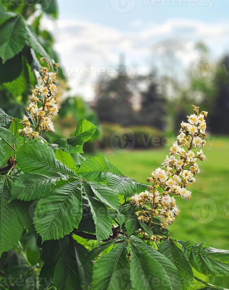 Chestnut flowers on tree, close-up, vertical view photo