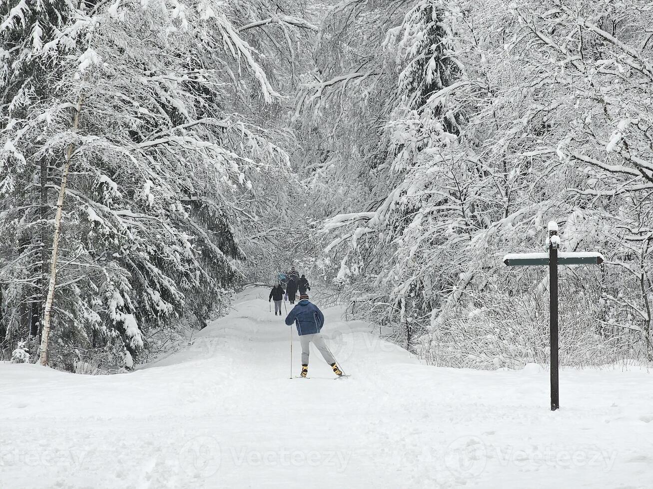 Back view of man skiing in the winter park. photo