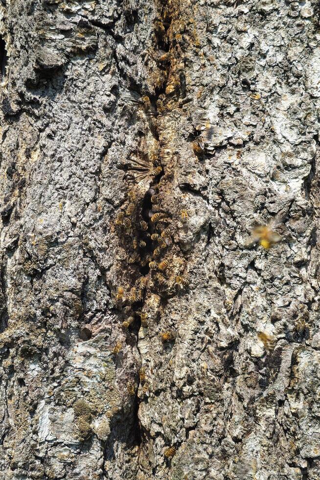 Vertical view of wild bees in a hollow tree photo