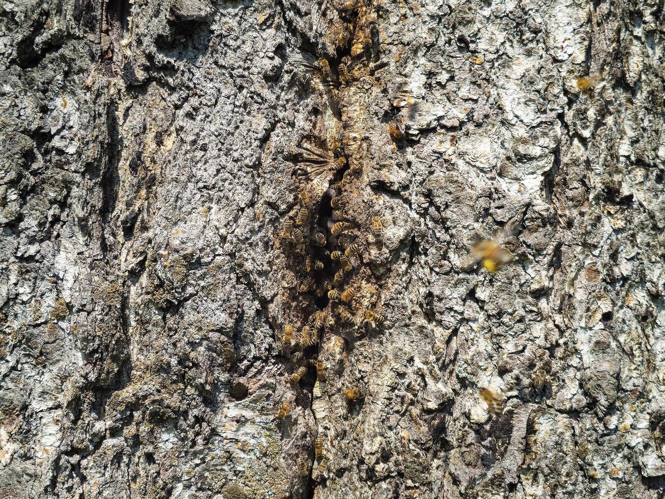background abstract tree trunk with wild bees segment tree skin decoration design photo