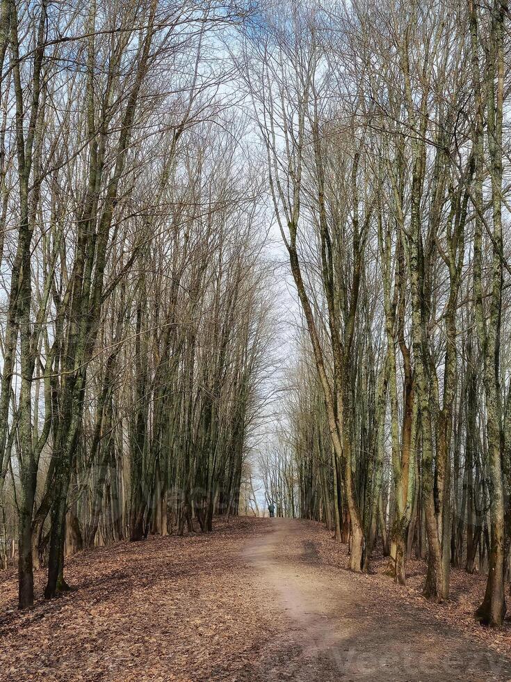 Sunny spring alley in the park, the prospect of trees still without leaves. photo