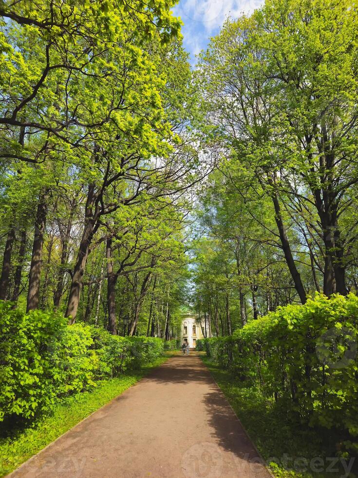 Walkway in the spring the park, blue sky. Vertical view. photo