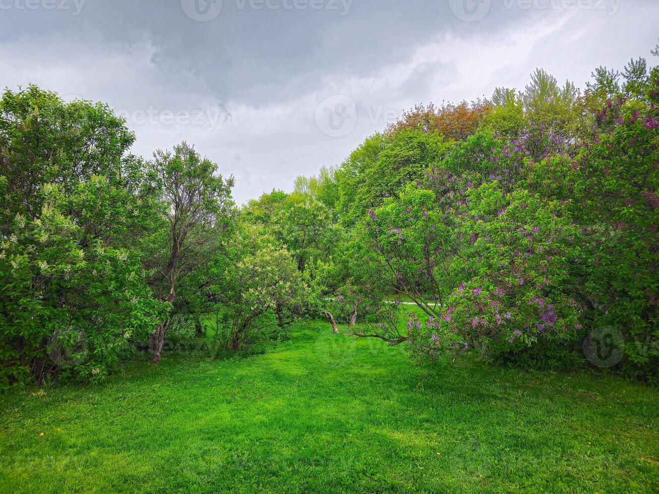 Lilac garden trees, nature spring time. photo