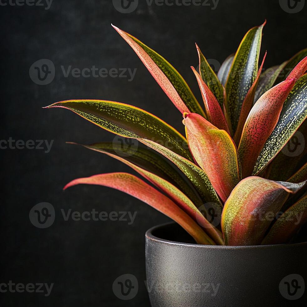 Close up of vibrant colorful bromeliad plant leaves with deep textures and gradient hues black background photo