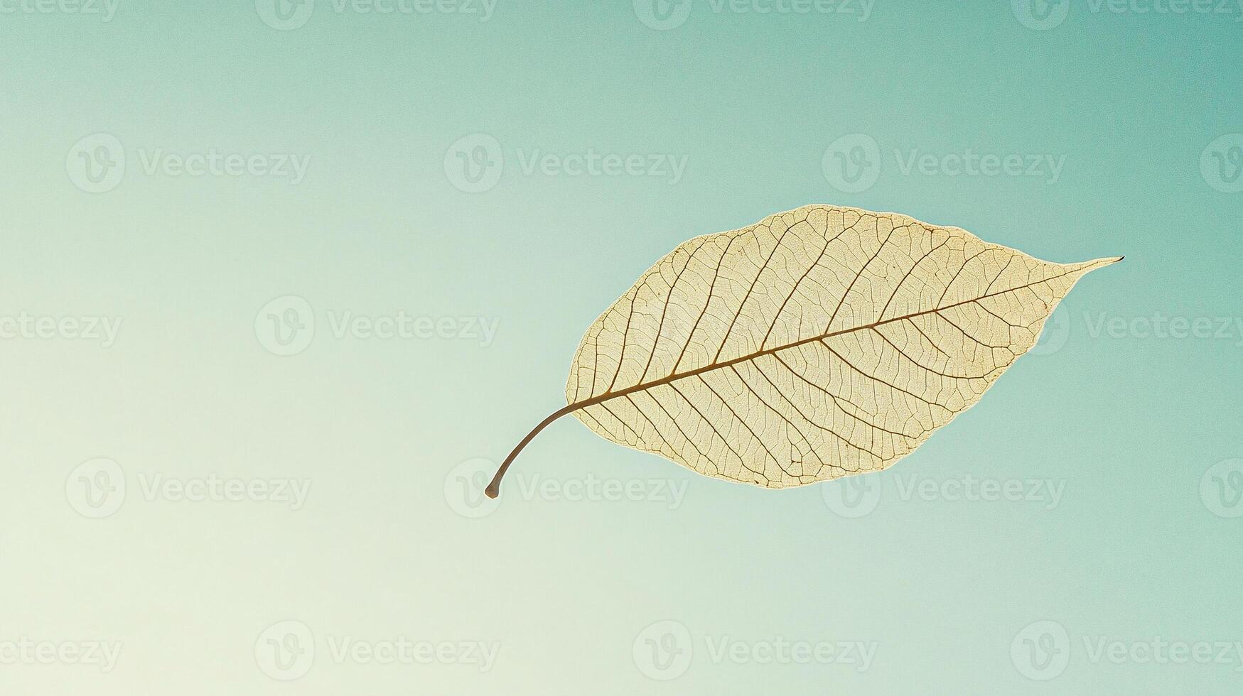 Delicate dried leaf isolated on pastel background highlighting intricate vein natural texture and simplicity photo