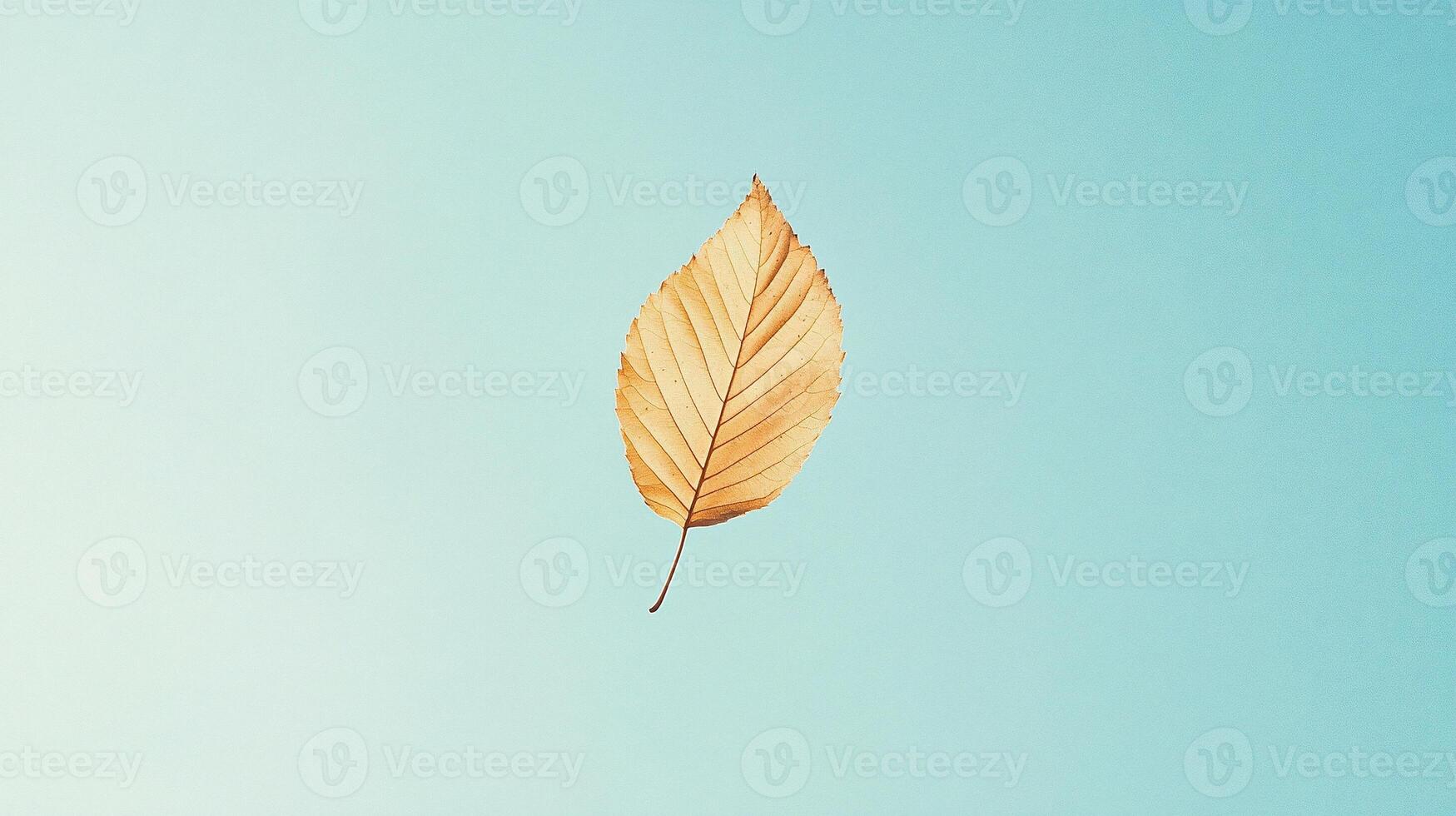 Delicate dried leaf on pastel background highlighting intricate vein patterns natural texture and simplicity photo