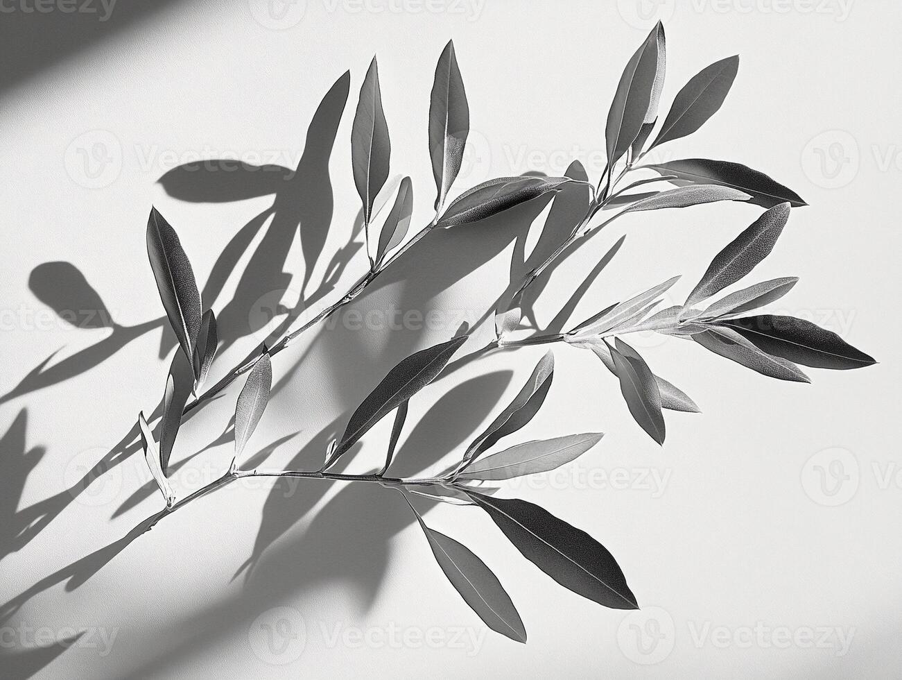 Minimalist black and white photography of olive branch shadows on a textured white surface with soft natural light photo