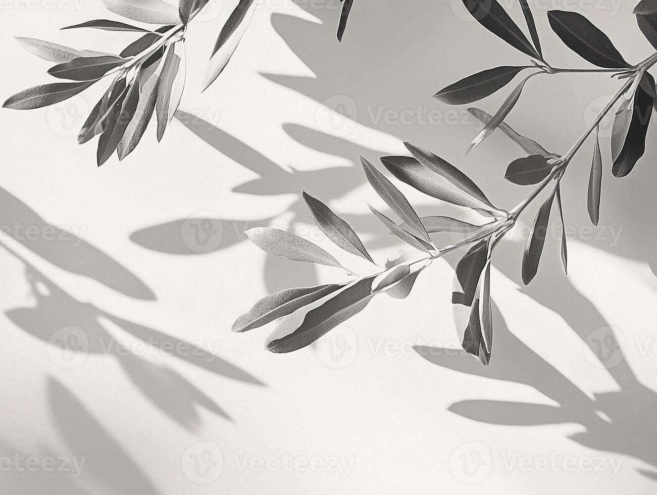 Minimalist black and white photography of olive branch shadows on textured surface with soft natural light photo