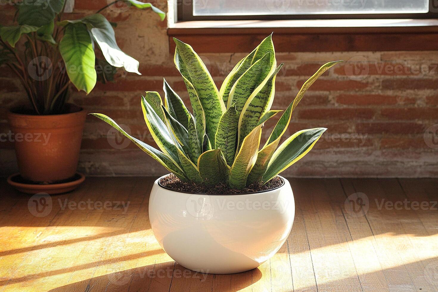 Snake plant in sleek white pot by the window illuminated by golden hour sunlight in tranquil room photo