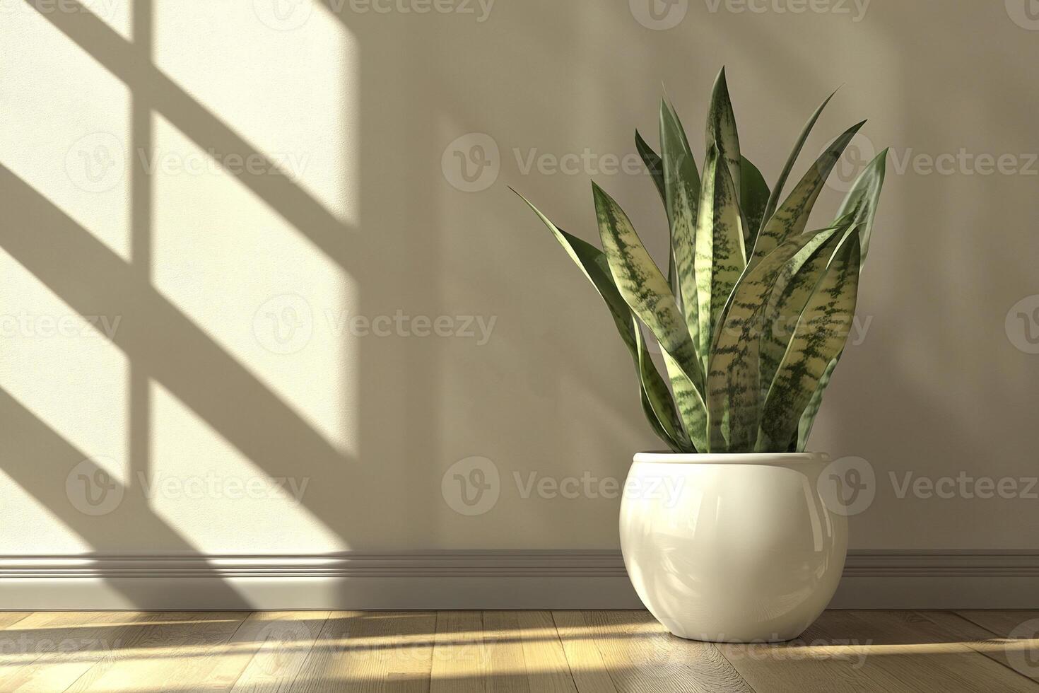 a Snake plant in sleek white pot by the window illuminated by golden hour sunlight in tranquil room photo