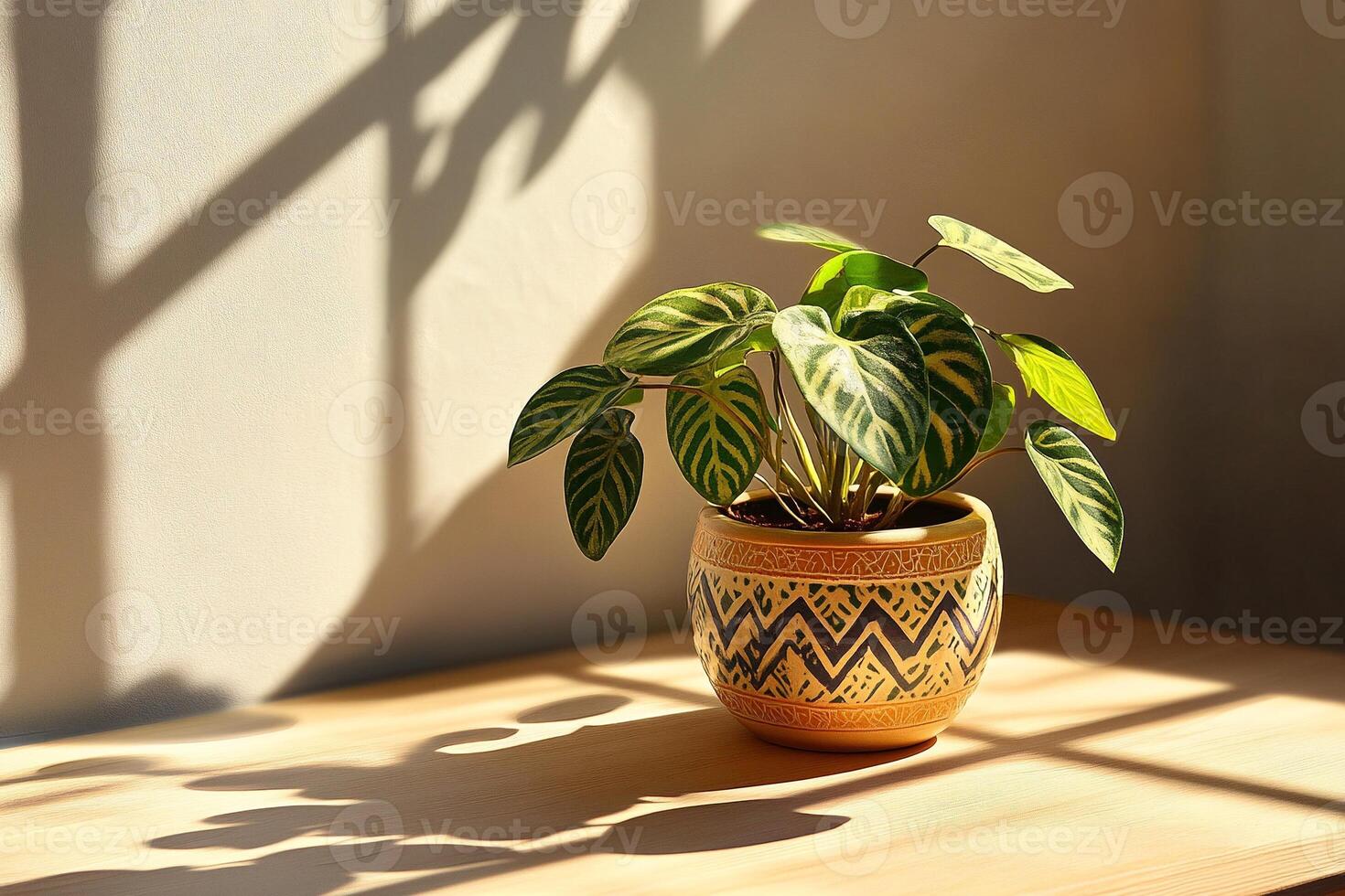 a Prayer plant in a decorative pot with striking patterned leaves highlighted by soft light in a minimalist setting photo
