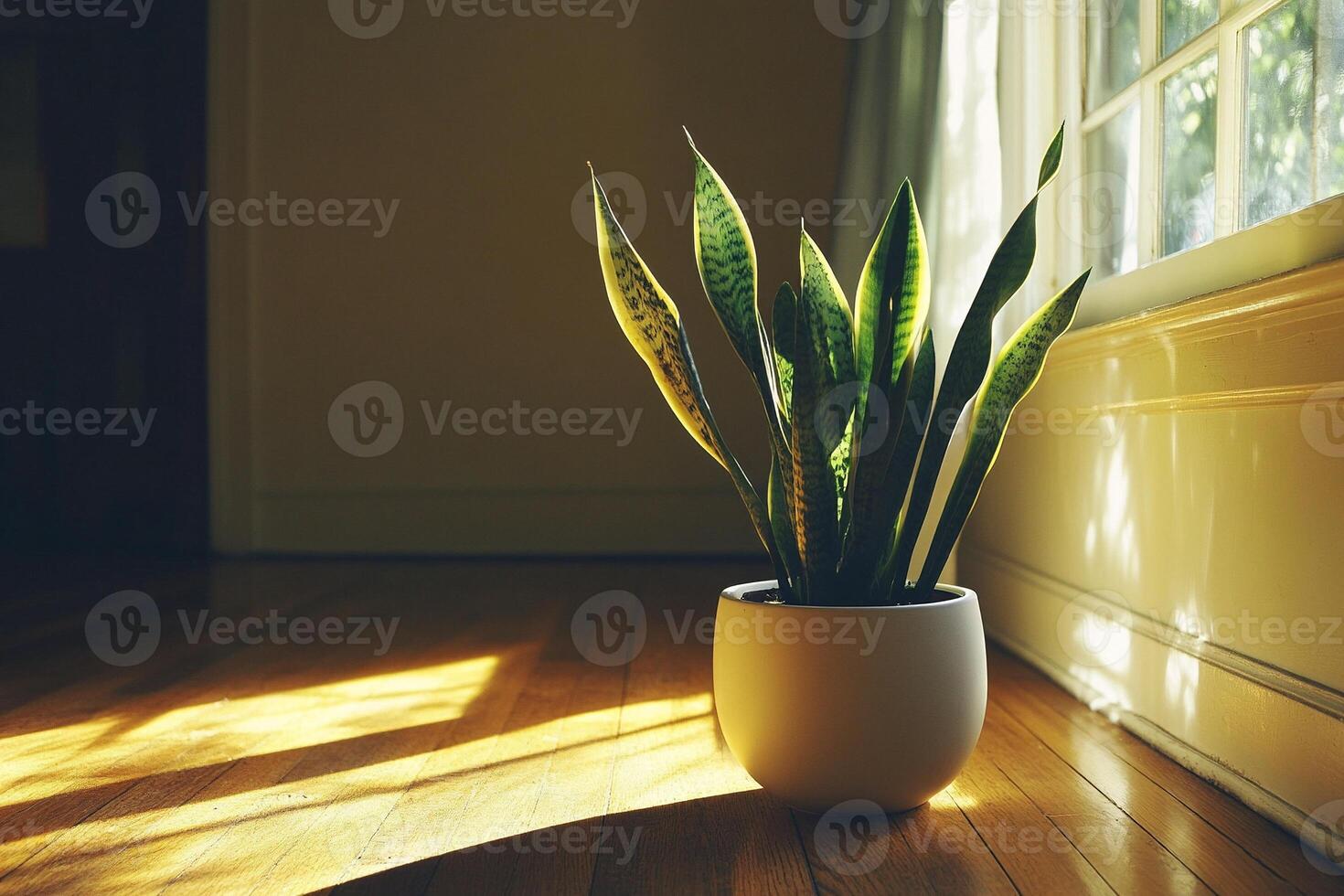 a Snake plant in sleek white pot by the window illuminated by golden hour sunlight in a tranquil room photo