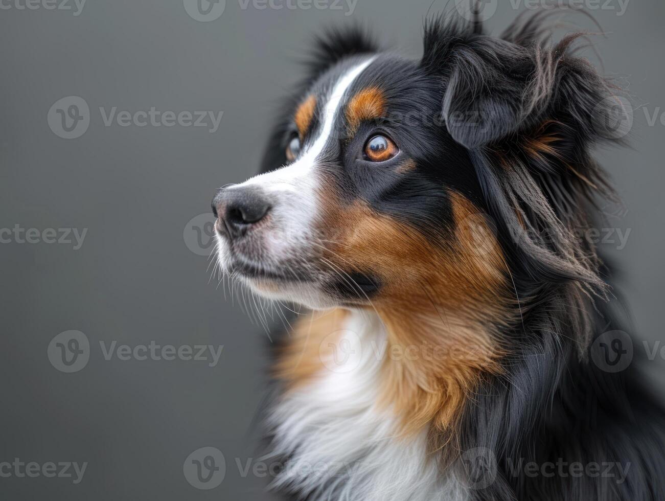 A close-up portrait of an Australian Shepherd with a tri-color coat photo