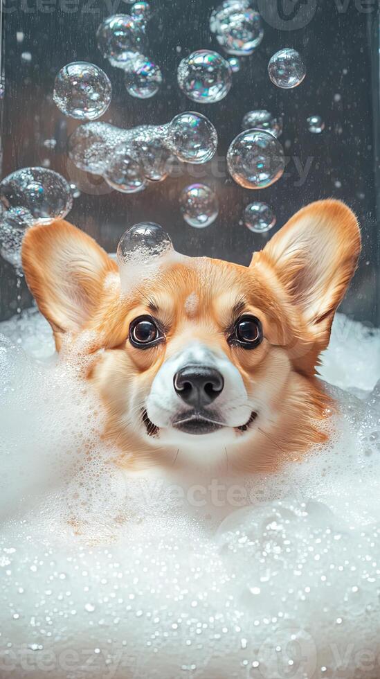 Corgi Dog Bathing in Bubbles photo