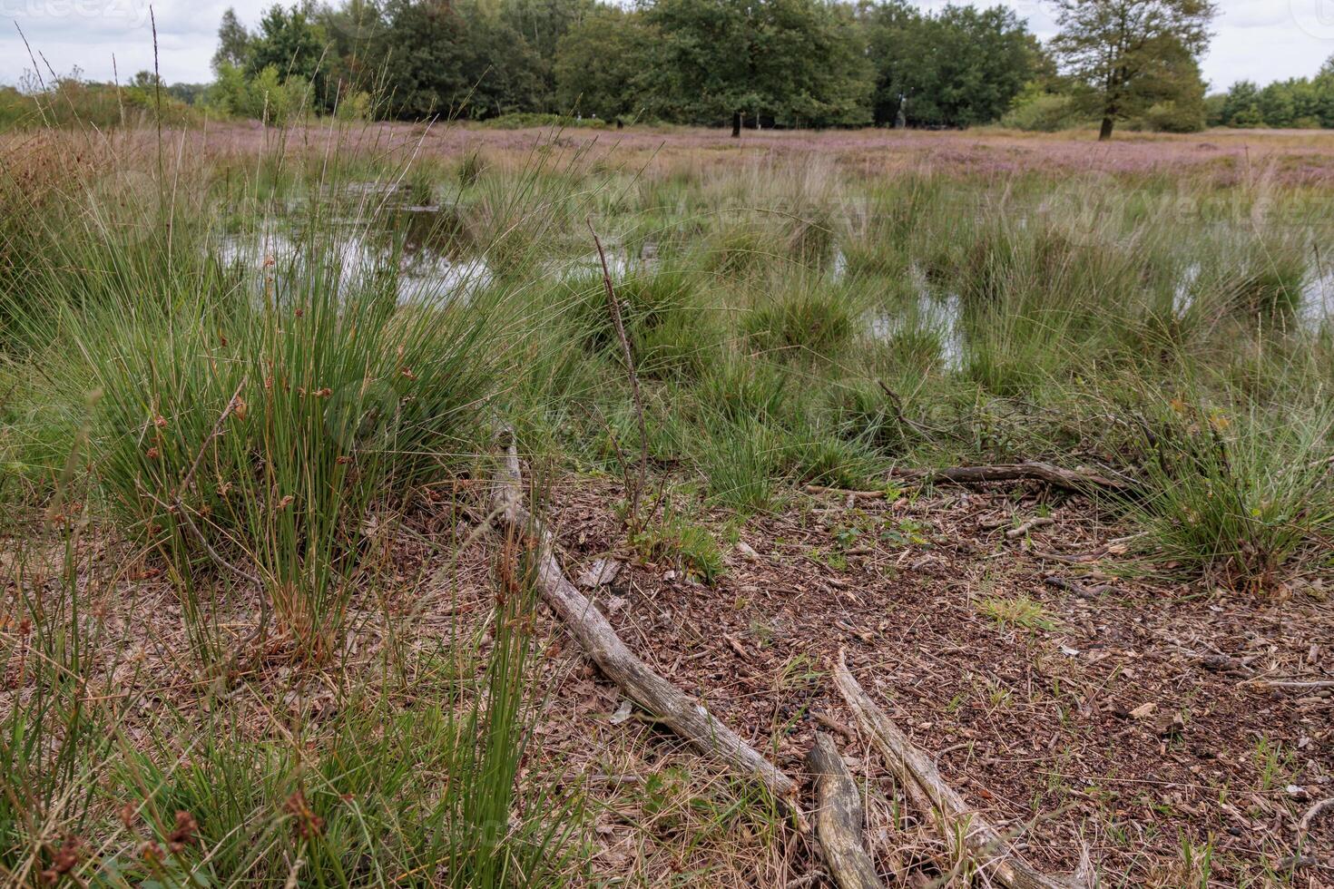 A field with a pond in the middle of it in holland photo