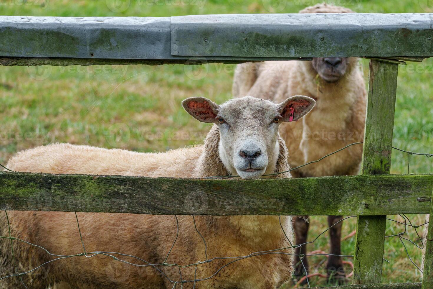 Two sheep looking out of a fence photo