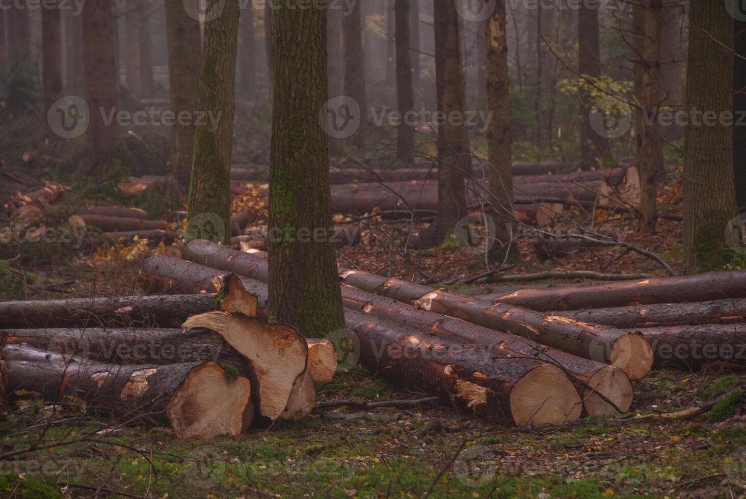A forest with many trees and logs photo