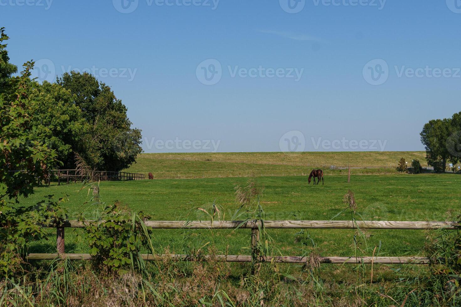 A horse in a field in ditzum photo