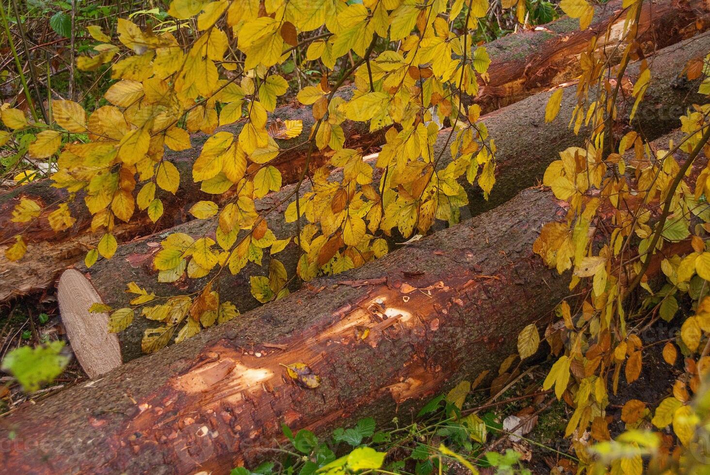 Several logs are lying on the ground in the forest photo