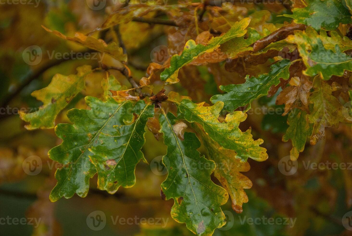 A close up of a tree with leaves photo