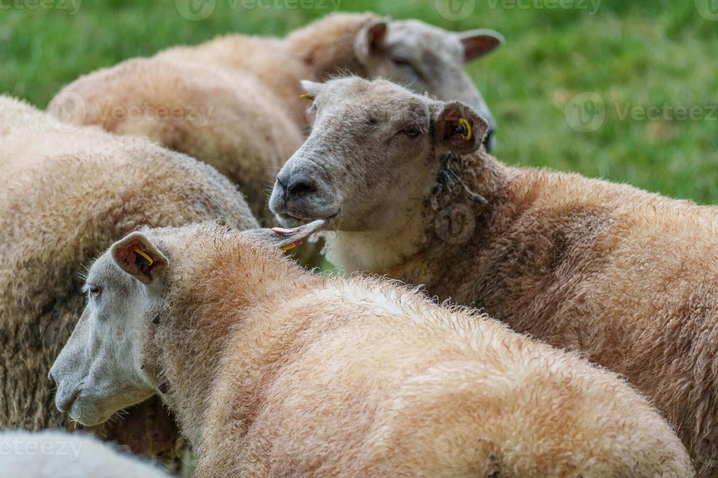 A herd of sheep standing in a field in weseke photo