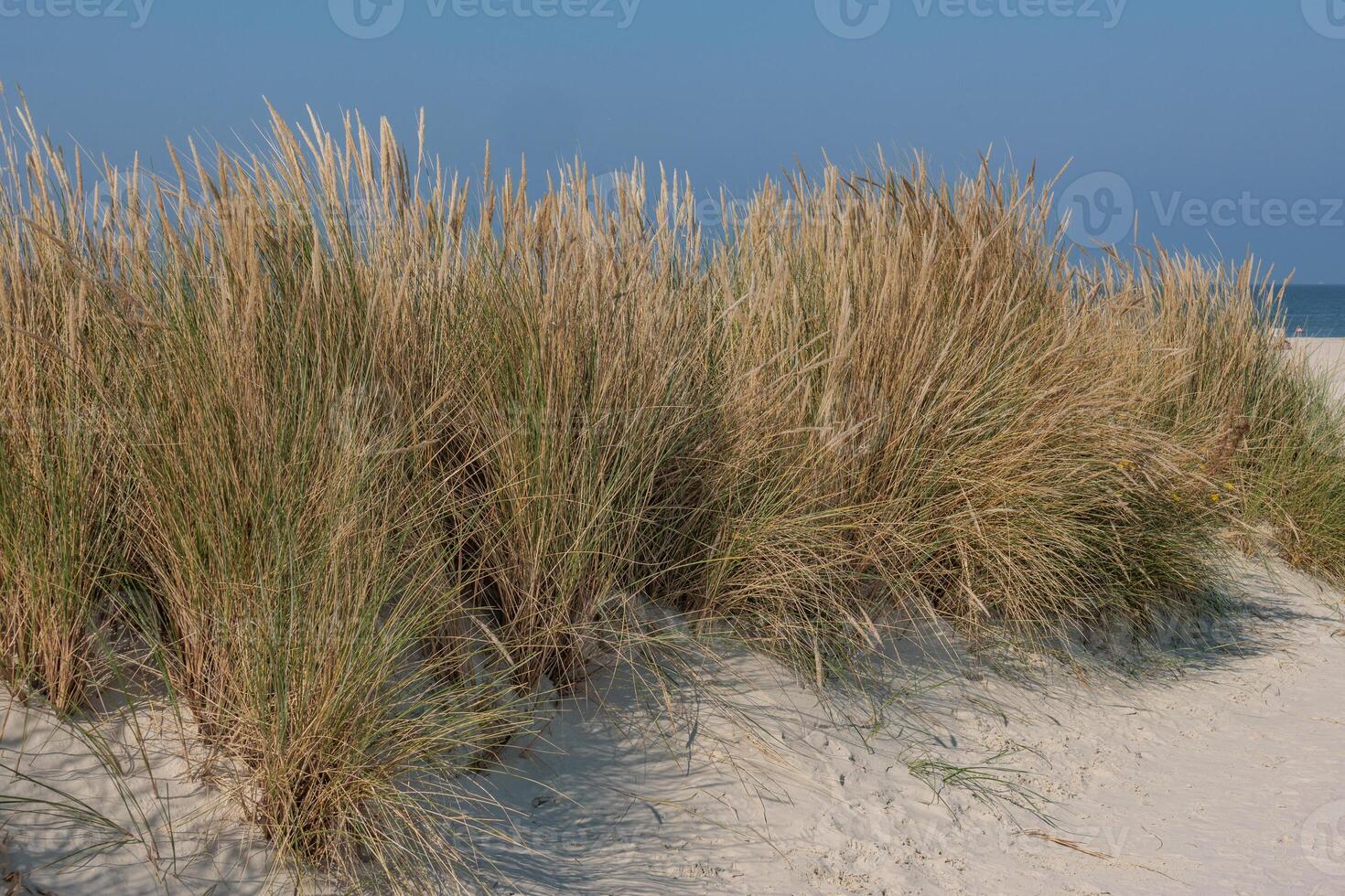 A beach with tall grass photo