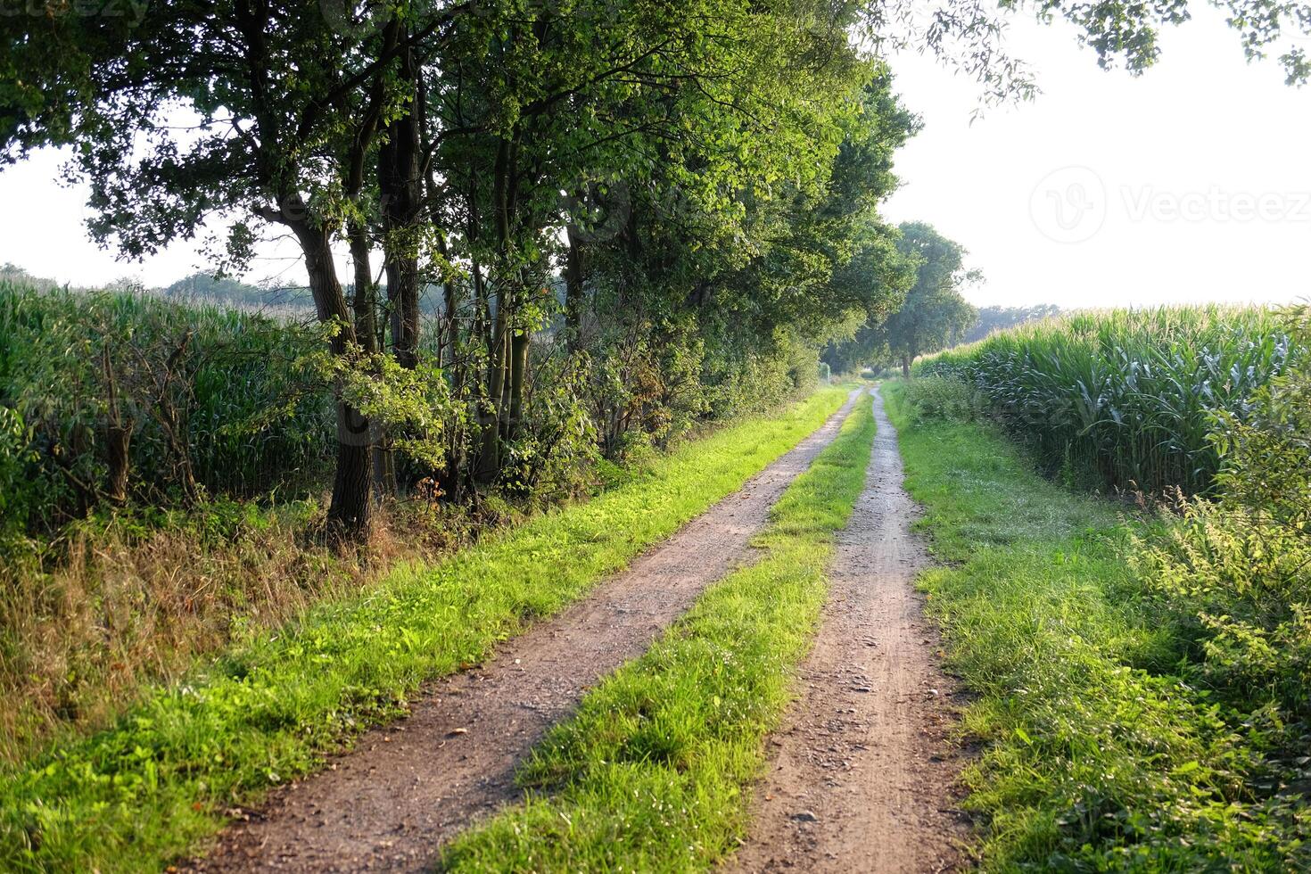 A dirt road near weseke photo