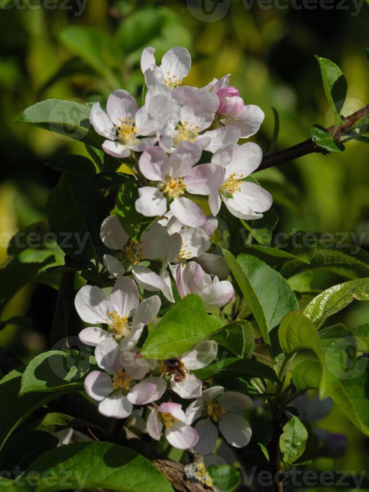 A close up of a white flower on a tree photo