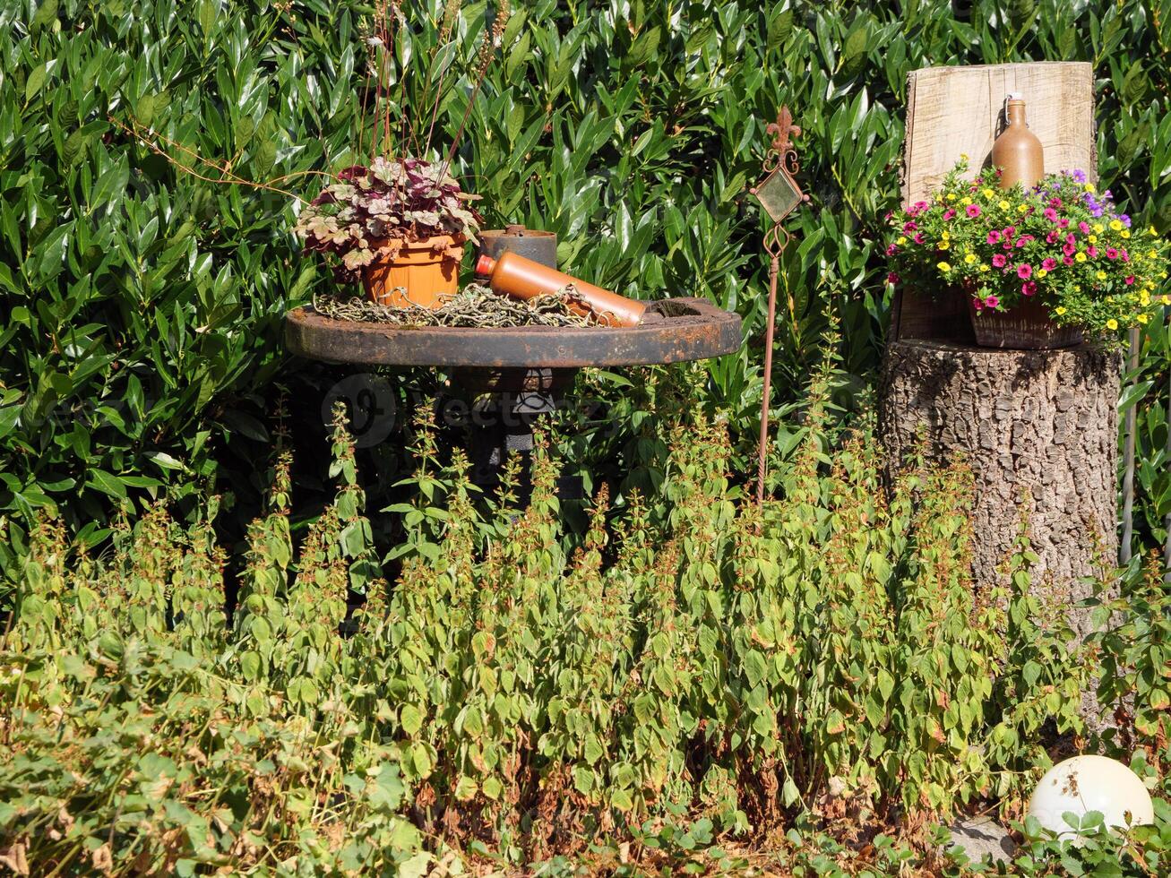 A birdbath and a bird feeder sitting on a tree stump photo