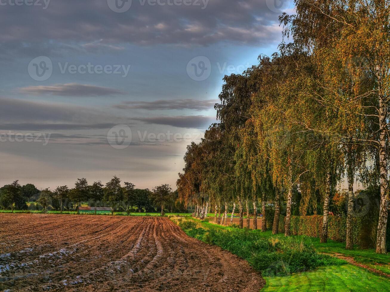 A field with a row of trees and a field photo