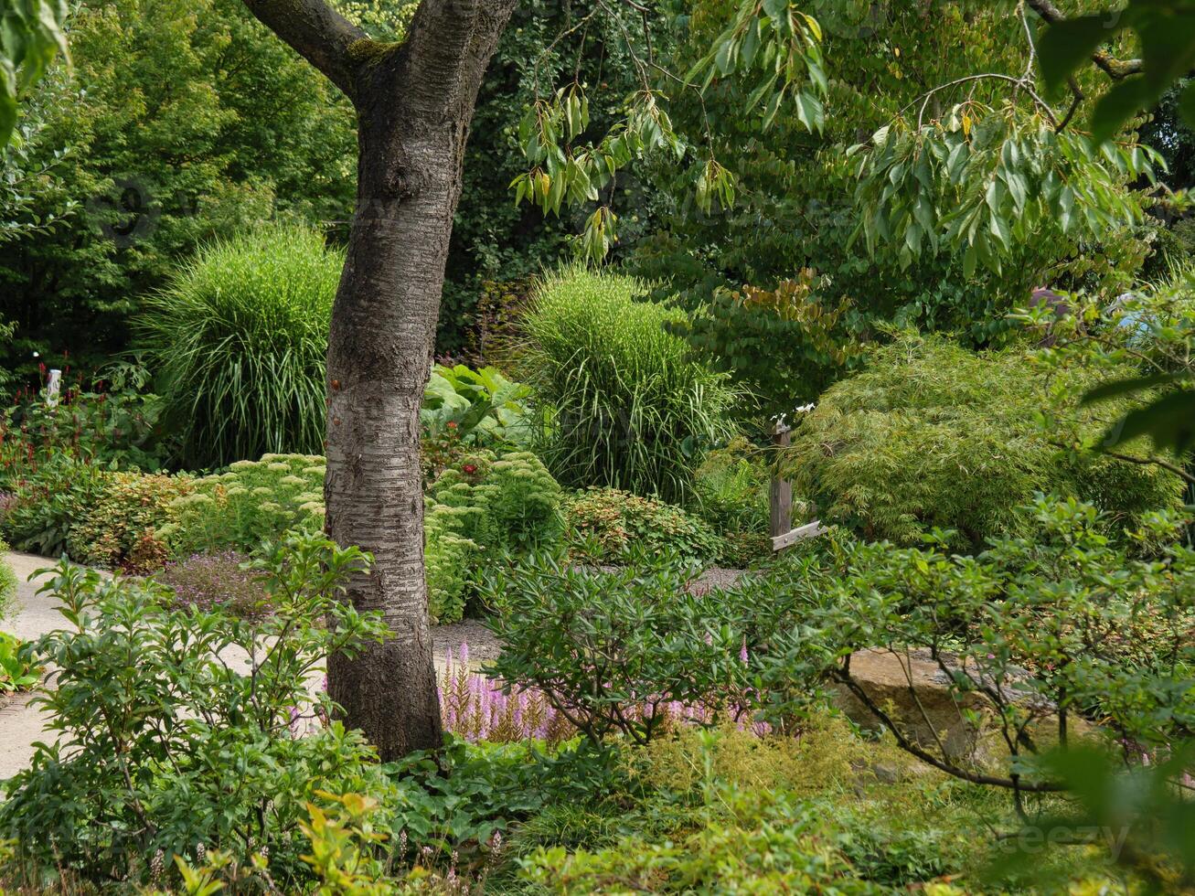 A large tree in the middle of a garden photo