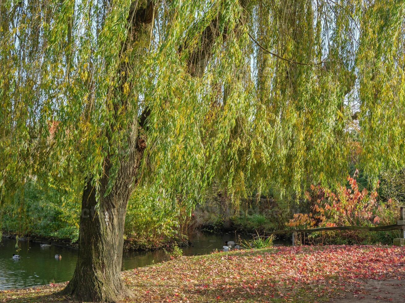 A weeping willow tree in the park photo