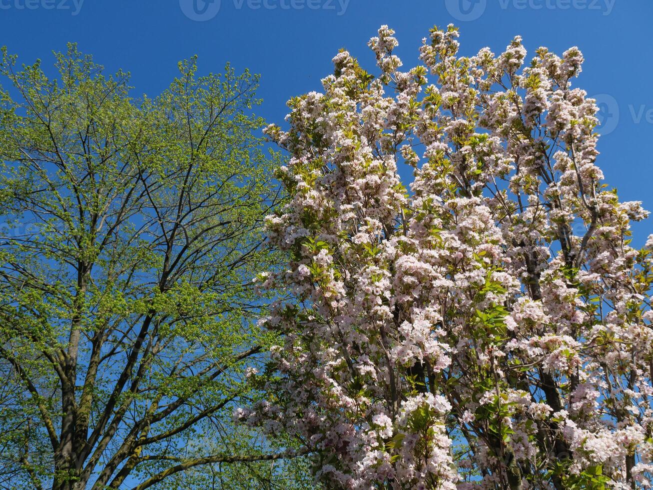 A tree with flowers and a bench next to it photo