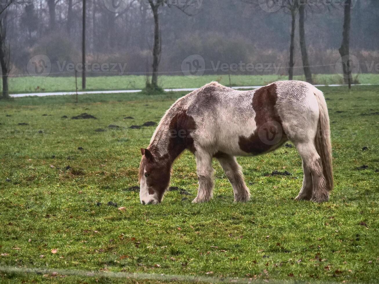 A horse grazing in a field near burlo photo
