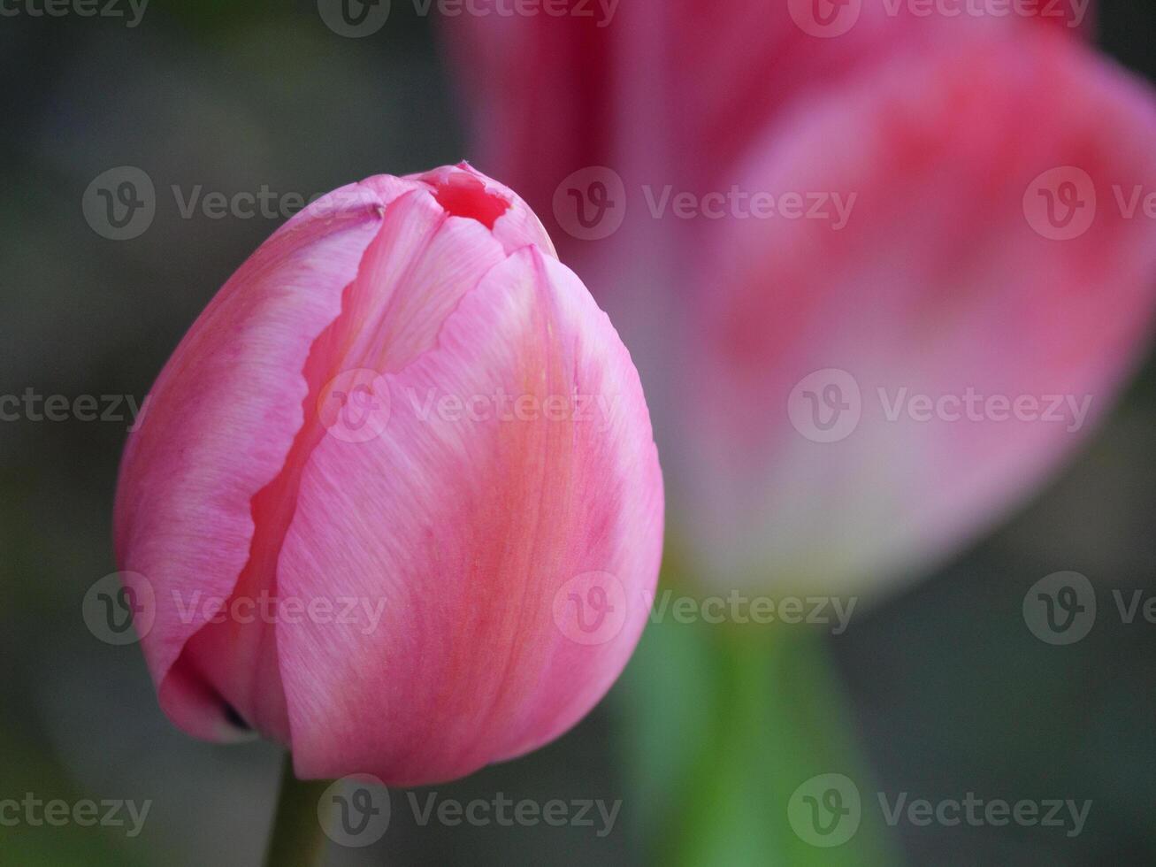A close up of a pink tulip photo