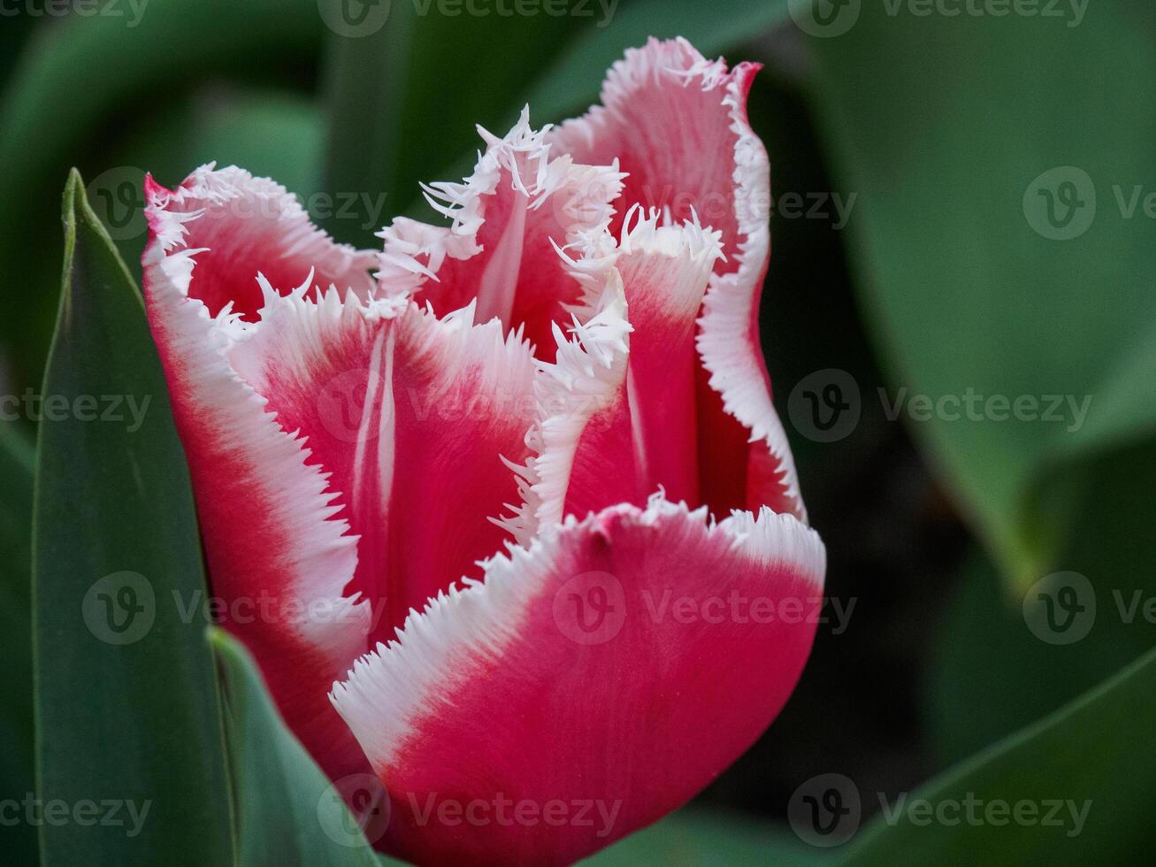 A close up of a red and white tulip in germany photo