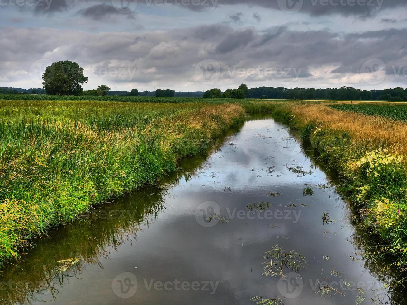 A small stream runs through a field with tall grass photo