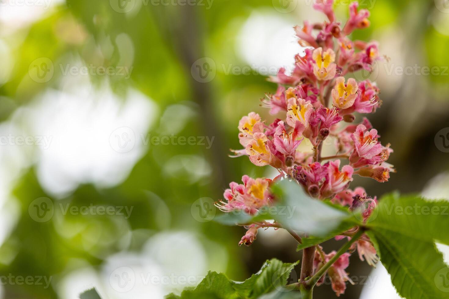 Red horse chestnut blossoms blooming in spring sunlight photo