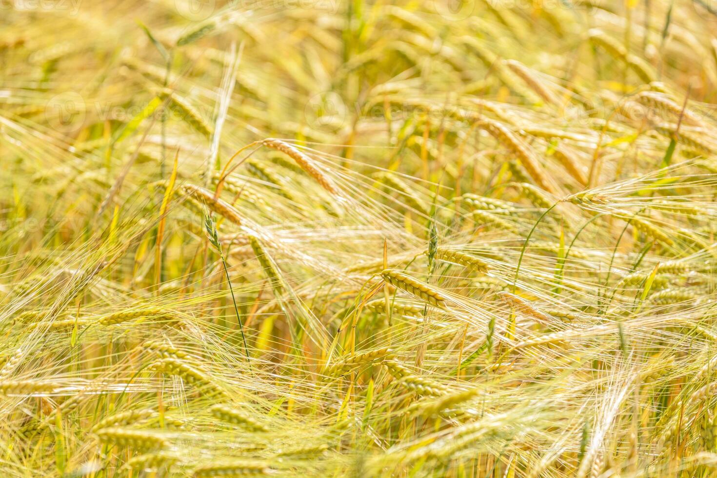 Wheat field swaying in the summer breeze photo