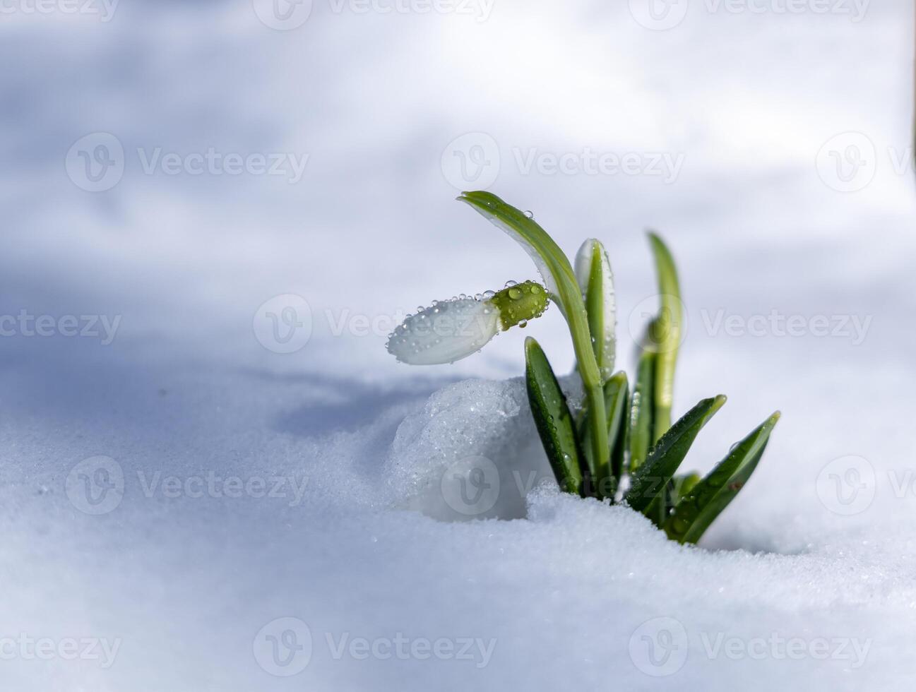 Snowdrop flower emerging from snow in winter landscape photo