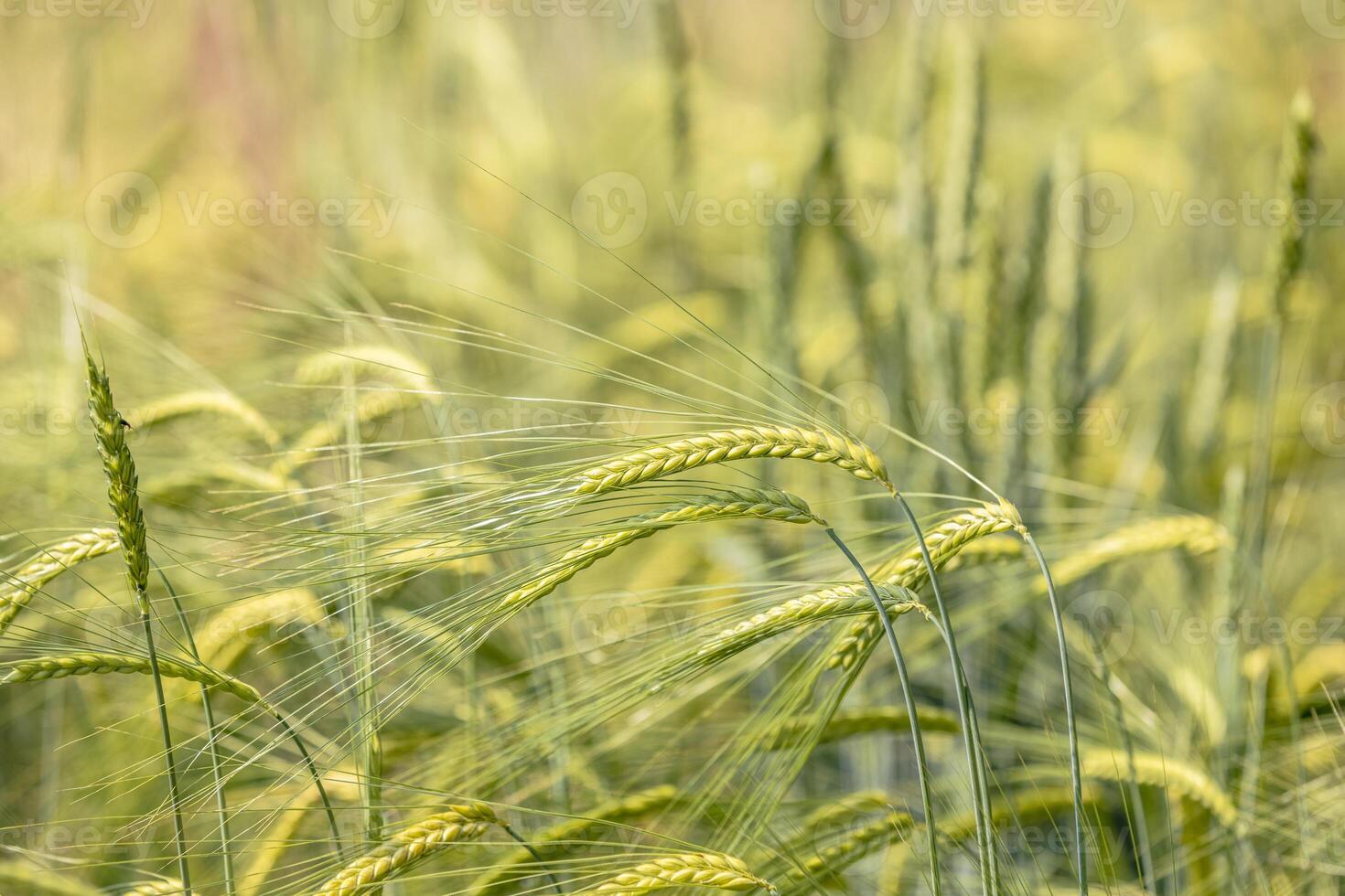 Green barley field swaying in the wind on a sunny day photo
