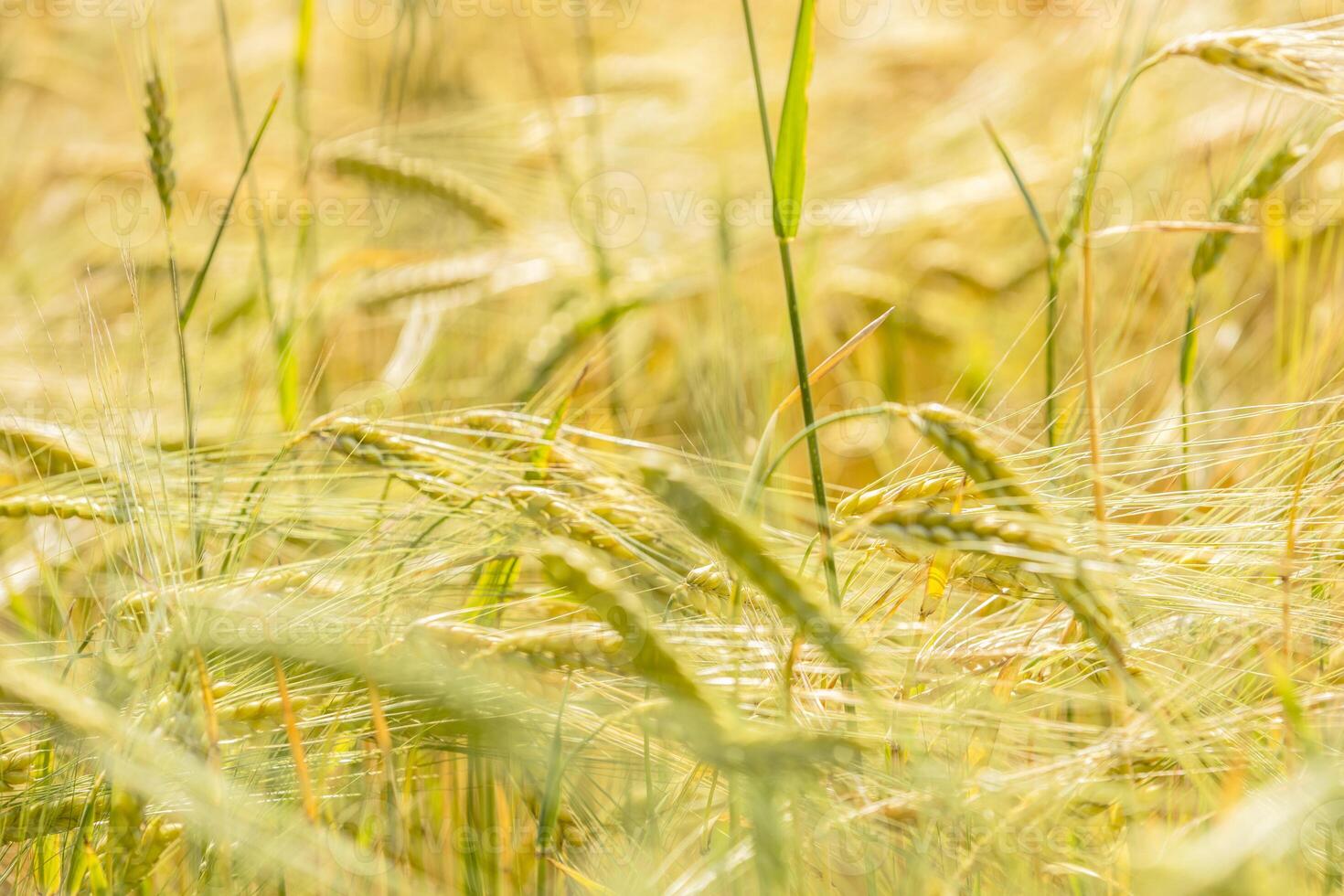 Golden barley field gently swaying in the summer breeze photo