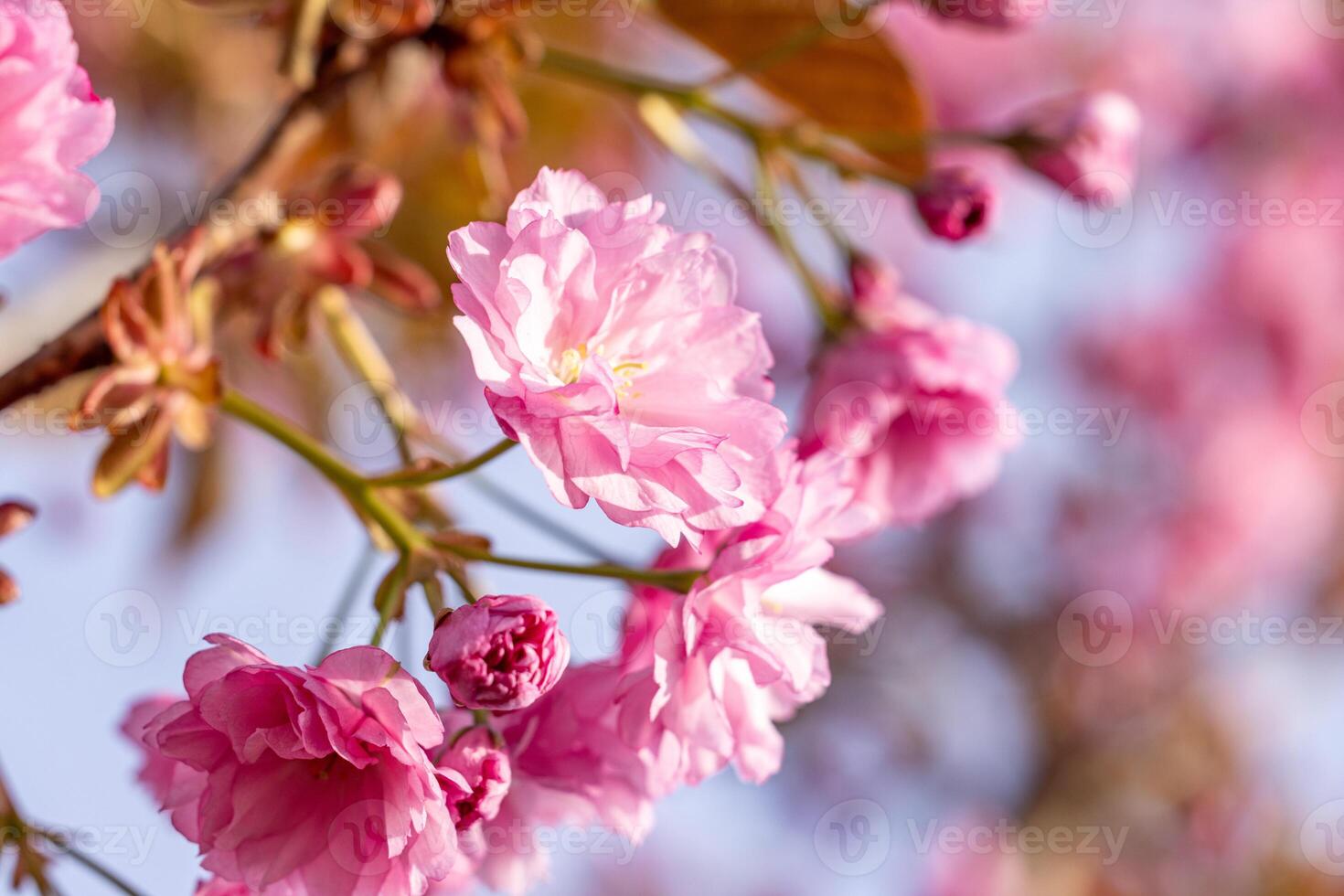 Blooming pink cherry blossom flowers on branch in spring photo