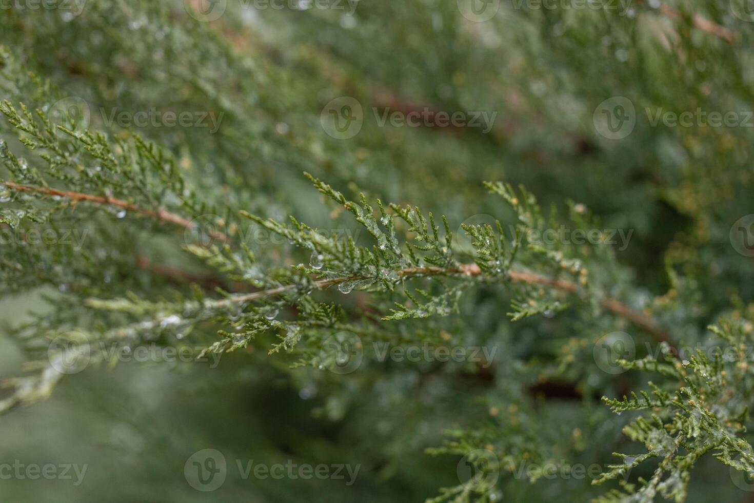 Juniperus communis showing water droplets after rain photo
