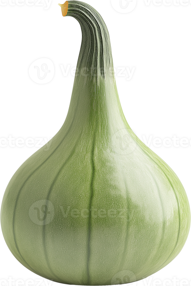 Fresh Green Butternut Squash Isolated on White png